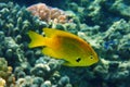 Fish Pomacentrus sulfureus from Red Sea Royalty Free Stock Photo