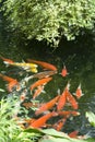 Fish in Pond