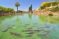 A fish pond in Alcazar de los Reyes Cristianos, Cordoba, Spain. Royalty Free Stock Photo