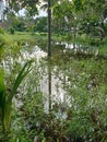 Fish pond beuty Royalty Free Stock Photo