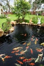 A fish pond in garden