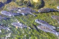 Fish on pond in garden Royalty Free Stock Photo