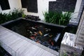 Fish pond in the garden