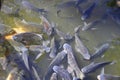 Fish on pond in garden Royalty Free Stock Photo