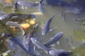 Fish on pond in garden Royalty Free Stock Photo