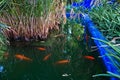 Fish pond with gold fishes in shadow of Majorelle garden in Marrakech, Morocco Royalty Free Stock Photo