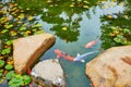 fish pond in japanese garden Royalty Free Stock Photo