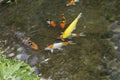 Fish in the pond.