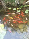 Fish pond koi garden waterlake