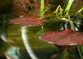 Fish Pond Lily Pads