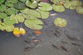 Fish in pond and lotus green leaves on water Royalty Free Stock Photo