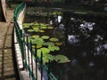 Fish pond and lotus water plant. The lotus is an aquatic plant with floating leaves and beautiful flowers. Royalty Free Stock Photo