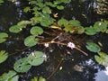 Fish pond and lotus water plant. The lotus is an aquatic plant with floating leaves and beautiful flowers. Royalty Free Stock Photo