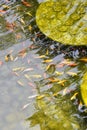 Fish pond with many small Koi fish and lotus plant Royalty Free Stock Photo