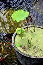 Fish pond with many small Koi fish and lotus plant Royalty Free Stock Photo