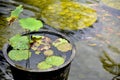 Fish pond with many small Koi fish and lotus plant Royalty Free Stock Photo