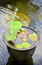 Fish pond with many small Koi fish and lotus plant Royalty Free Stock Photo