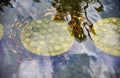 Fish pond with many small Koi fish and lotus plant Royalty Free Stock Photo