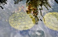 Fish pond with many small Koi fish and lotus plant Royalty Free Stock Photo