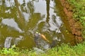 Fish In Pond, Mud Stone Wall, Ripples