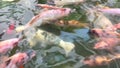 Fish in the pond (Mujair Nila)