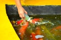 Fish pond at Phraya Suren temple Royalty Free Stock Photo