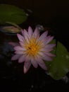 Fish pond water lilly Royalty Free Stock Photo