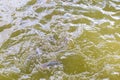 Fish ponds have tilapia coming up to feed on the surface of the water. that the gardeners are feeding the fish in Thailand