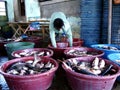 A fish port and market worker segregates and puts fresh fish in containers ready for sale