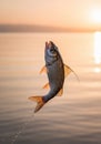 A fish, possibly a common roach (Rutilus rutilus), leaps from calm Royalty Free Stock Photo