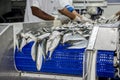 Fish processing for canning sardines Royalty Free Stock Photo