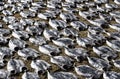 Fish processing - drying fish in the sun in Sri Lanka.Drying fish under the sun at Negombo fish market, Sri Lanka. Dried little tu Royalty Free Stock Photo