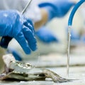 Fish processing factory Royalty Free Stock Photo