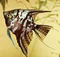 Fish pterophyllum scalare Royalty Free Stock Photo