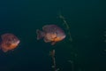 Fish Pumpkinseed Lepomis gibbosus or common sunfish Royalty Free Stock Photo