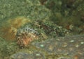 Fish - raggy scorpionfish Royalty Free Stock Photo