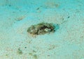 Fish - raggy scorpionfish Royalty Free Stock Photo