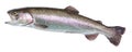 Fish rainbow trout, jumping out of the water, isolated on a white background.