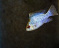 Fish Ram Cichlid swimming in aquarium