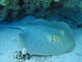 Fish Ray Royalty Free Stock Photo