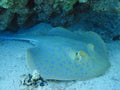 Fish Ray