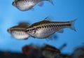 Fish red cherry barb juvenile swimming in aquarium Royalty Free Stock Photo