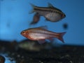 Fish red cherry barb juvenile swimming in aquarium Royalty Free Stock Photo