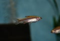 Fish red cherry barb juvenile swimming in freshwater tropical aquarium Royalty Free Stock Photo