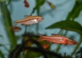 Fish red cherry barb juvenile swimming in freshwater tropical aquarium Royalty Free Stock Photo