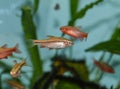 Fish red cherry barb juvenile swimming in freshwater tropical aquarium Royalty Free Stock Photo