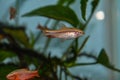 Fish red cherry barb juvenile swimming in freshwater tropical aquarium Royalty Free Stock Photo