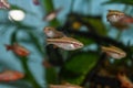 Fish red cherry barb juvenile swimming in freshwater tropical aquarium Royalty Free Stock Photo