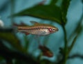 Fish red cherry barb juvenile swimming in freshwater tropical aquarium Royalty Free Stock Photo