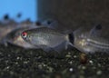 Fish Red-Eyed Tetra - swimming in freshwater aquarium